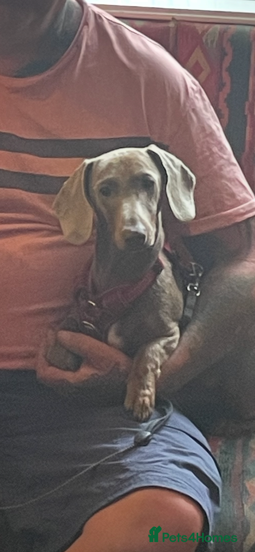 Dachshund dogs for sale: Dashund male (Hamish) 9 months old - Image 3
