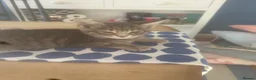 Mixed Breed cats for sale: Silver/grey tabby female - Advert 4