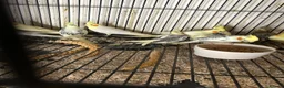 Cockatiels birds for sale: Stunning Various Young Cockatiels - Advert 2