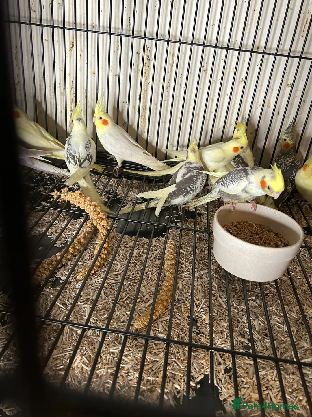 Cockatiels birds for sale: Stunning Various Young Cockatiels - Advert 2