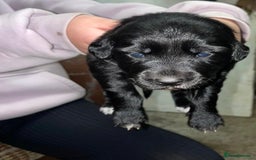 Mixed Breed dogs for sale: Border collie x cocker spaniel  - Image 2