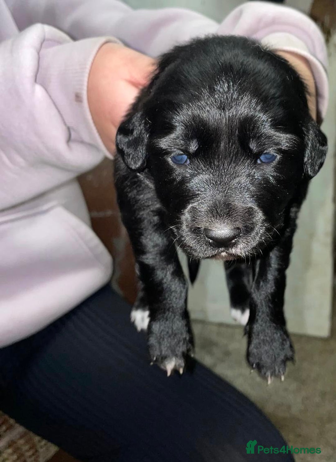 Mixed Breed dogs for sale: Border collie x cocker spaniel  - Image 2