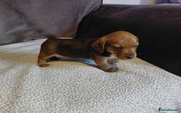 Mixed Breed dogs for sale: Dachshund x jack russle - Image 8