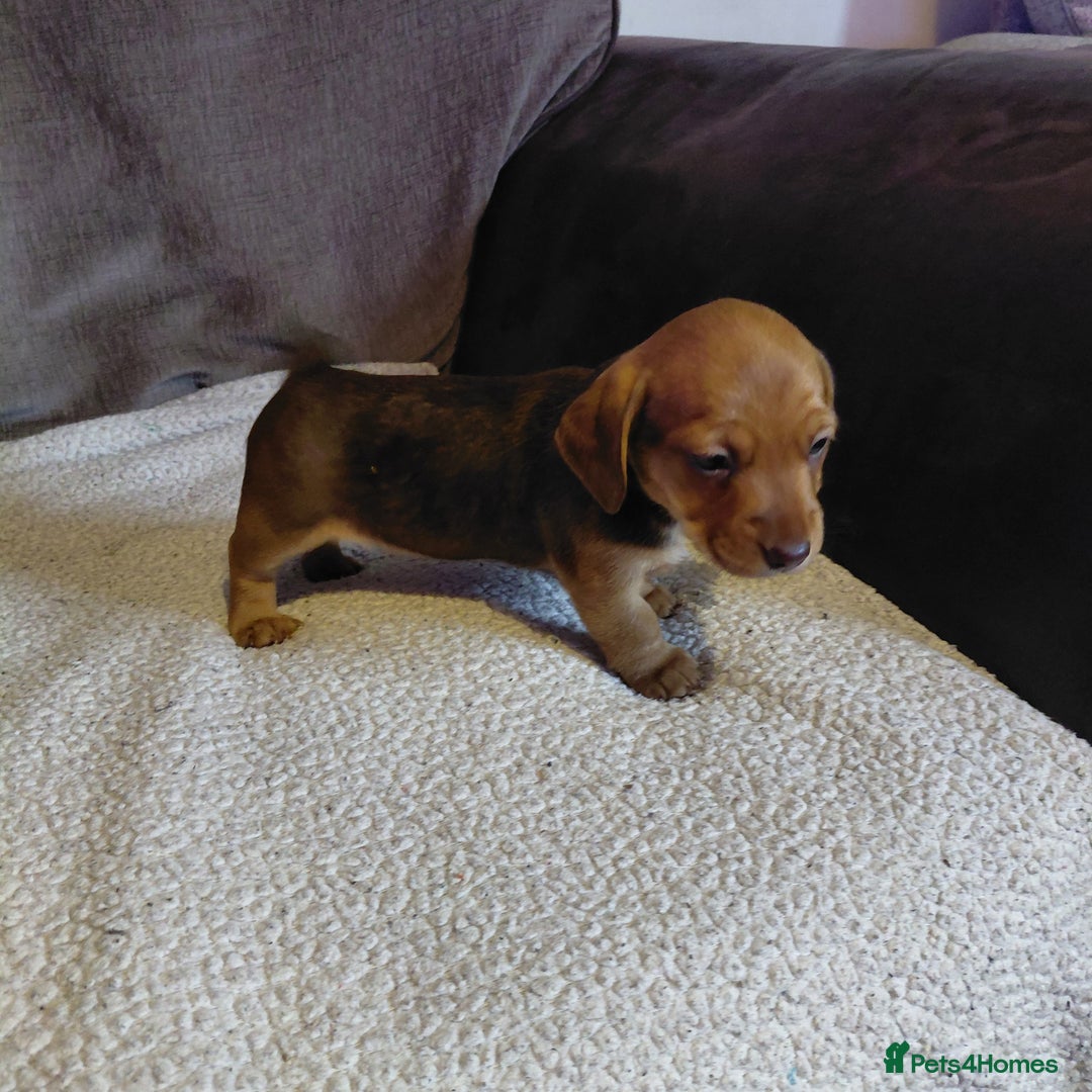 Mixed Breed dogs for sale: Dachshund x jack russle - Image 8