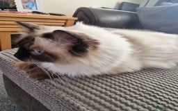 Ragdoll cats for sale: Pure Ragdoll (Retired 3yr Queen) - Image 6