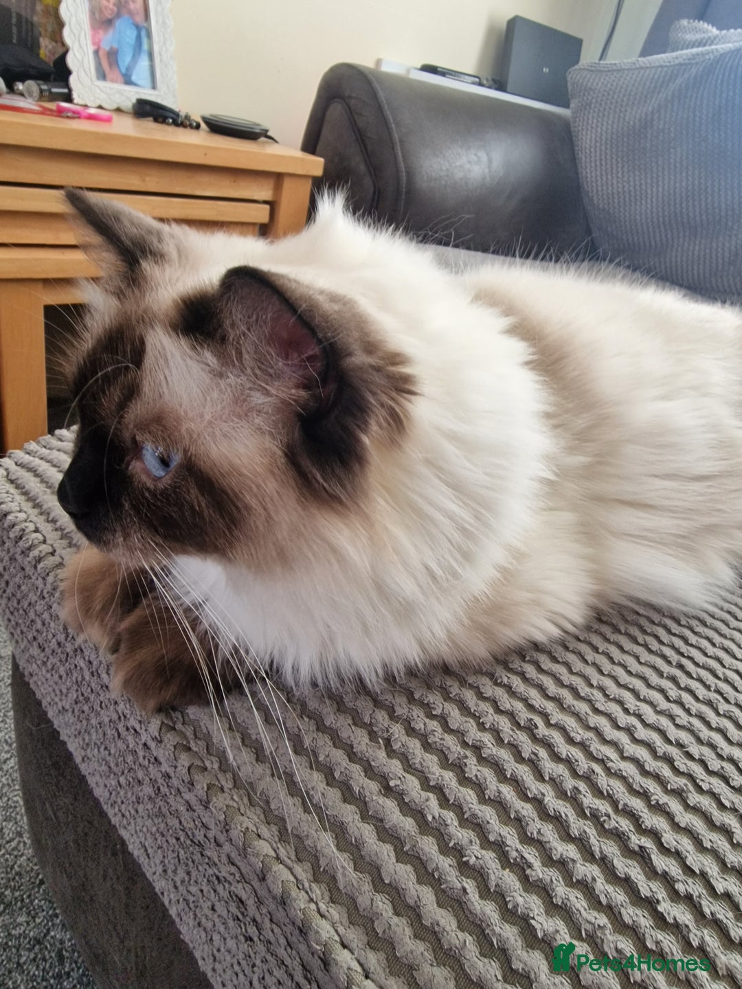 Ragdoll cats for sale: Pure Ragdoll (Retired 3yr Queen) - Image 6