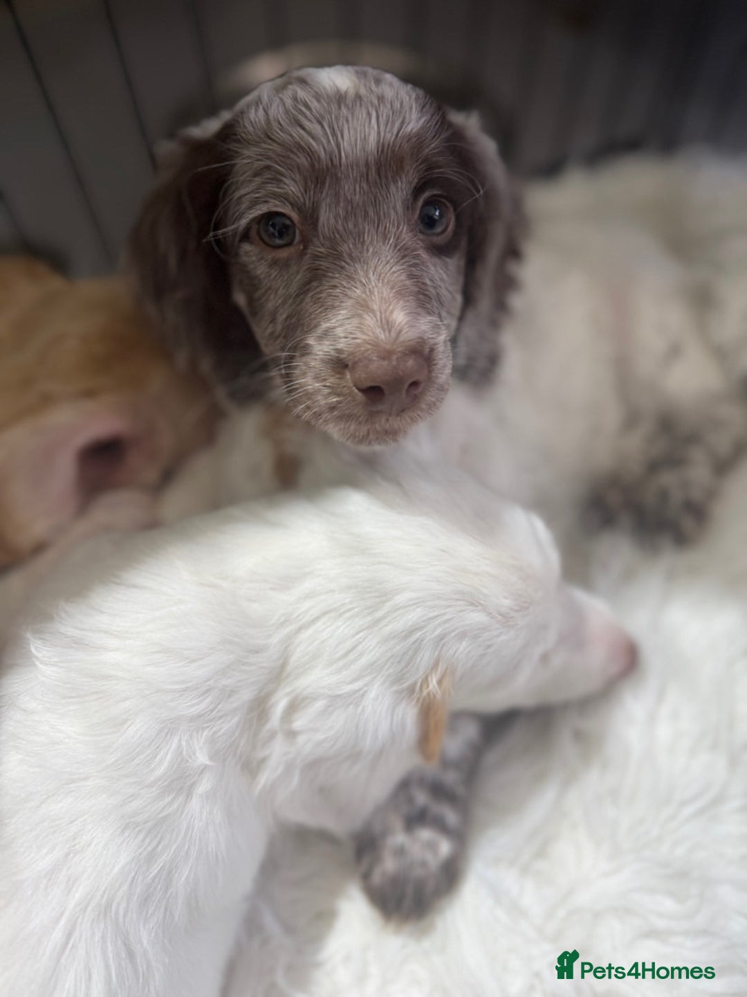 Cockapoo dogs for sale: F1b Cockapoo puppies - Advert 13