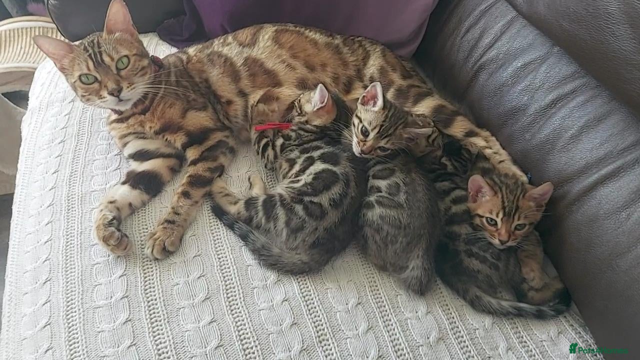 Bengal cats for sale: Pedigree Brown Rosetted Bengal Kittens - Advert 1