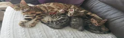 Bengal cats for sale: Pedigree Brown Rosetted Bengal Kittens - Advert 1