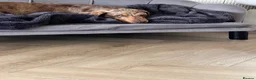 Miniature Dachshund dogs for sale: Miniature Dachshund seeking his forever home  - Advert 4