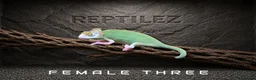 Chameleon reptiles for sale: CHAMELEONS - Advert 6