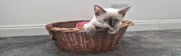Siberian cats for sale: Beautiful Siberian Neva Masquerade kittens - Advert 13