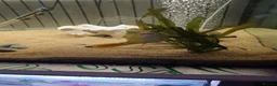 Pufferfish fish for sale: Large fahaka puffer fish - Advert 4