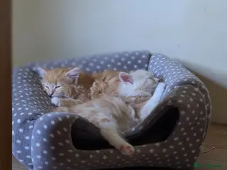 Maine Coon cats Ginger cream fluffy maine coon cross kittens - Advert 1