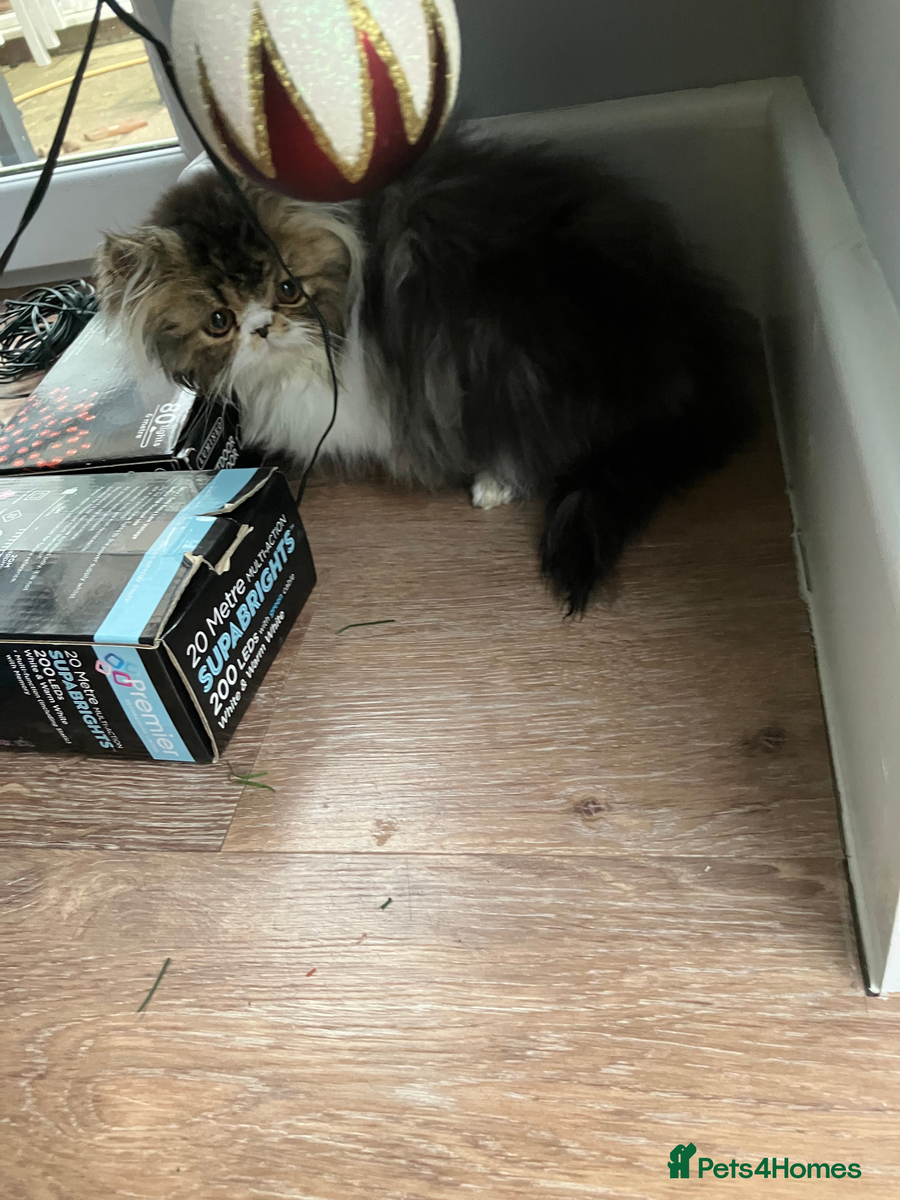 Persian cats Two left GCCF registered Pure Persian Kittens  - Advert 5