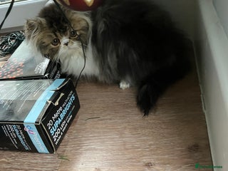 Persian cats Two left GCCF registered Pure Persian Kittens - Advert 3
