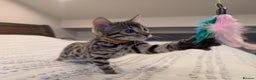 Bengal cats for sale: 🖤🤎 Gorgeous Bengal Kittens 🤎🖤 - Advert 7