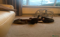 Brazilian Shorthair cats for sale: Little black rescue kitten - Image 21