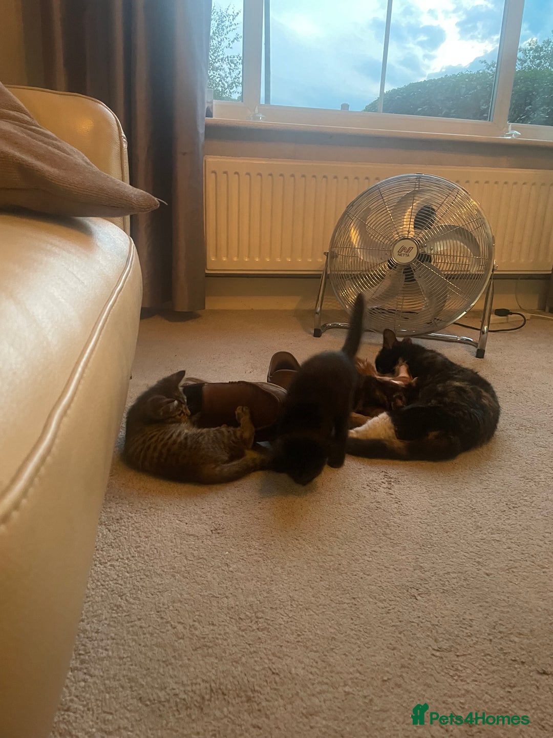 Brazilian Shorthair cats for sale: Little black rescue kitten - Image 21
