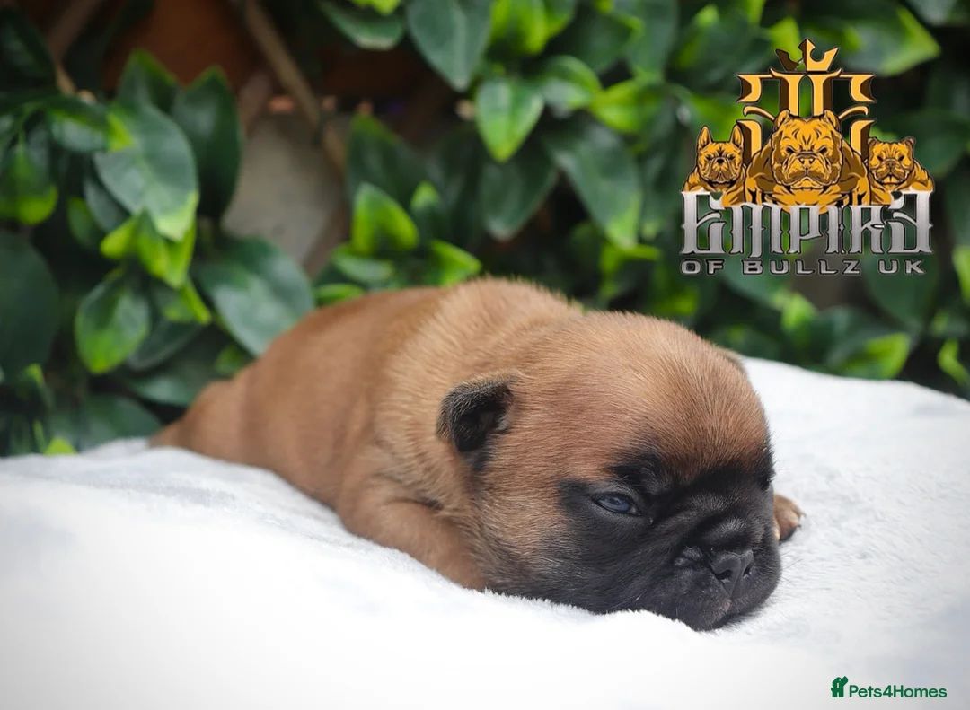 French Bulldog dogs for stud: 💥3x Ch Rocky of Empire OB UK💥FBCE Silver Tested in Doncaster - Advert 22