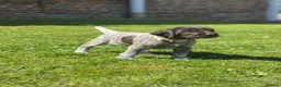 German Wirehaired Pointer dogs for sale: COLLECTION THIS WEEKEND 🤍 KC REG GWP’s.  - Advert 18