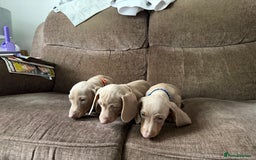 Dachshund dogs for sale: Miniature Dachshund Puppies for sale  - Image 8
