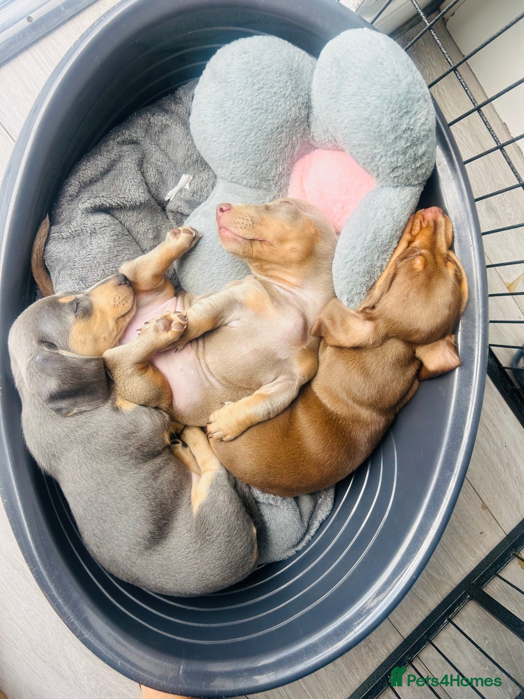 Miniature Dachshund dogs for sale: Beautiful litter of KC reg miniature dachunds  - Image 3