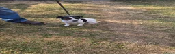 Jack Russell dogs for sale: Jack Russell puppies  - Advert 20