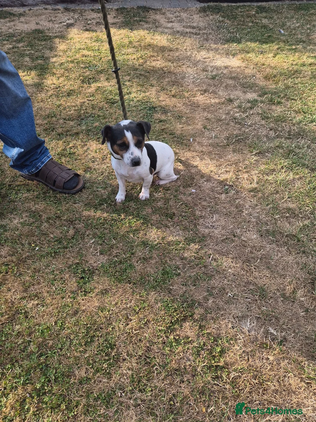 Jack Russell dogs for sale: Jack Russell puppies  - Advert 20