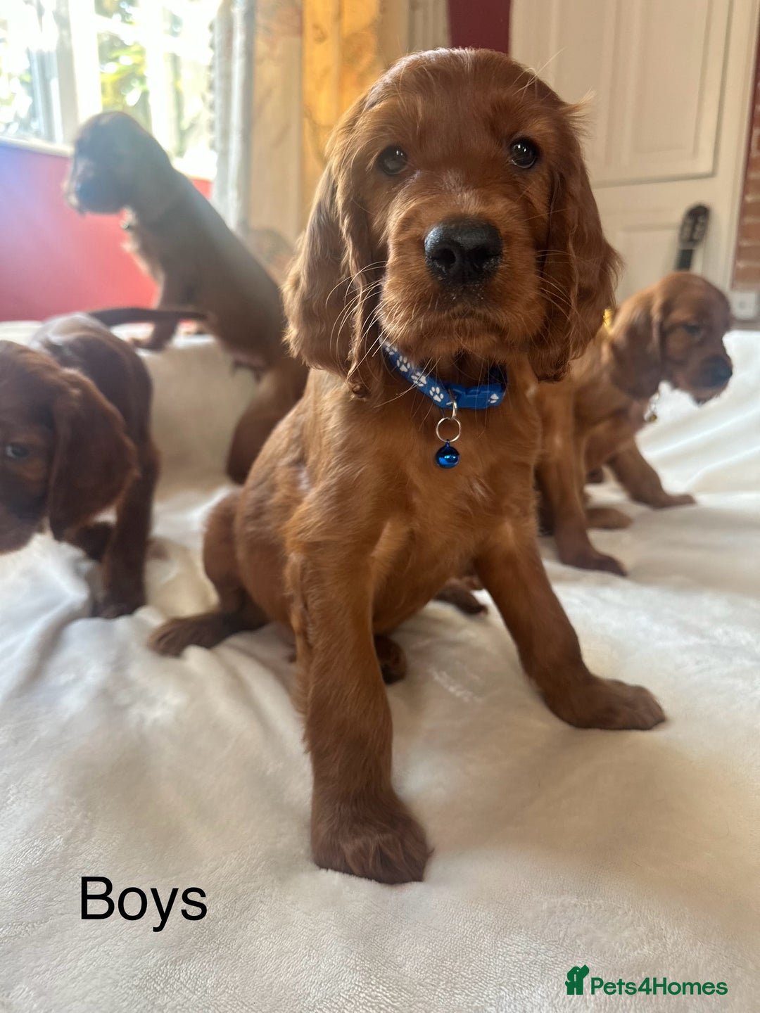 Irish Setter dogs for sale: Irish Setter Puppies 💜 - Image 10