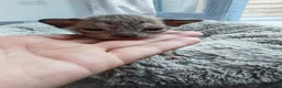 Mixed Breed cats for sale: Beautiful Sphynx x ragdoll kittens  - Advert 27