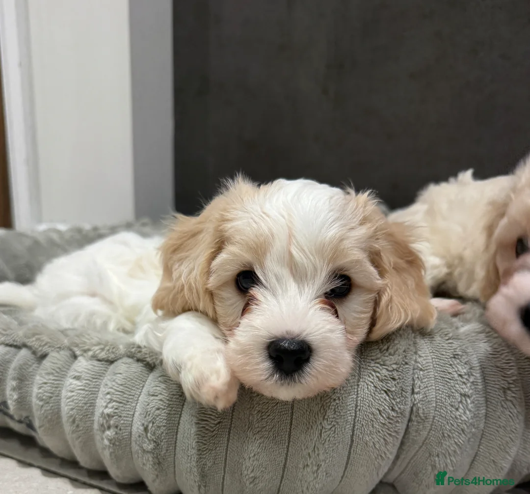 Mixed Breed dogs for sale: Only 1x gorgeous male maltipoo left! - Advert 1
