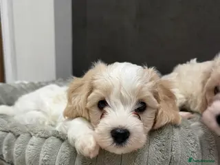 Mixed Breed dogs Only 1x gorgeous maltipoo left! - Advert 5