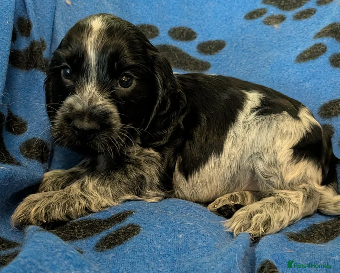 Cocker Spaniel dogs for sale: KC Show Cocker Spaniel Pups Health Tested Parents - Advert 39