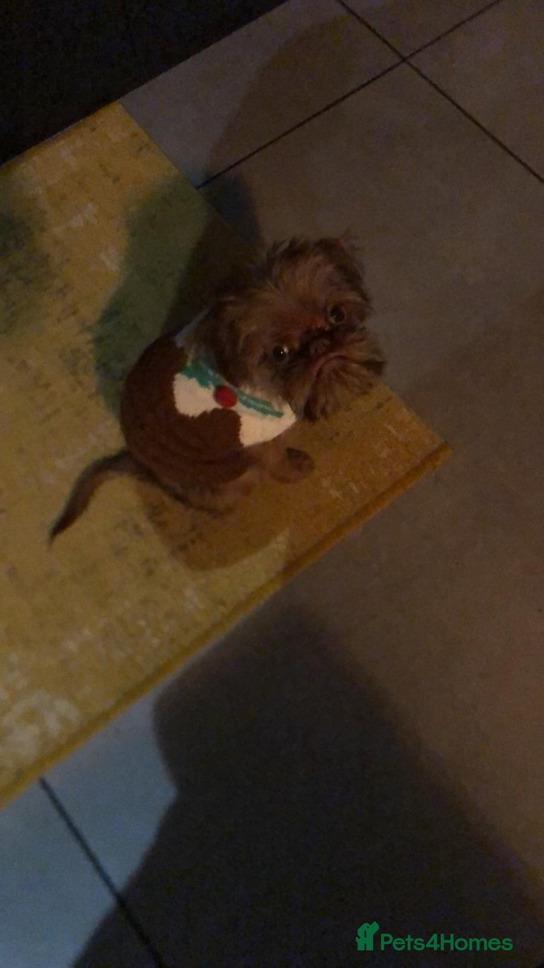 Griffon Bruxellois dogs for sale: Cute Female Griffon  - Advert 12