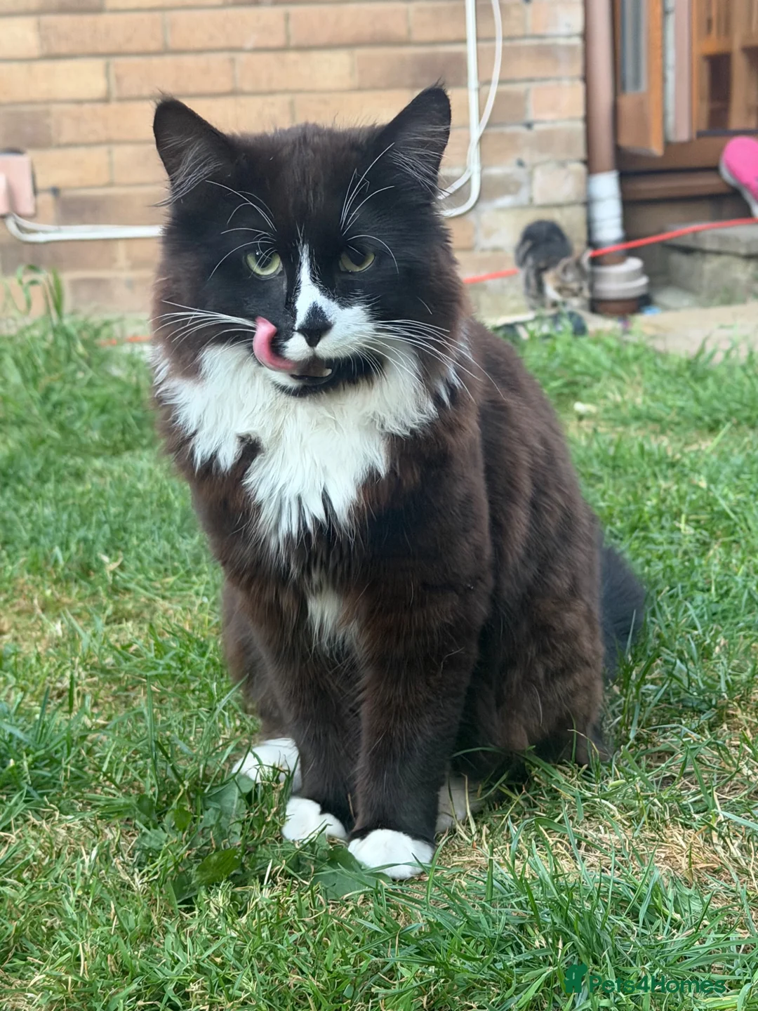 British Shorthair cats for sale: Button: The Tuxedo Cat with a Puppy Face - Advert 2