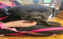 Labrador Retriever dogs for sale: 2 beautiful girls - Advert 3