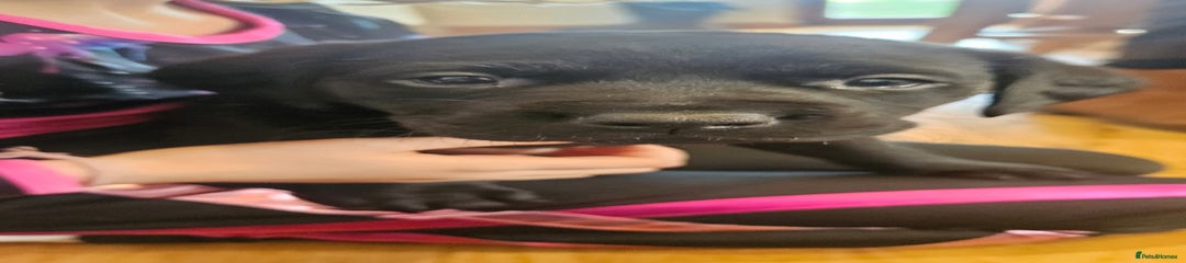 Labrador Retriever Puppy 2