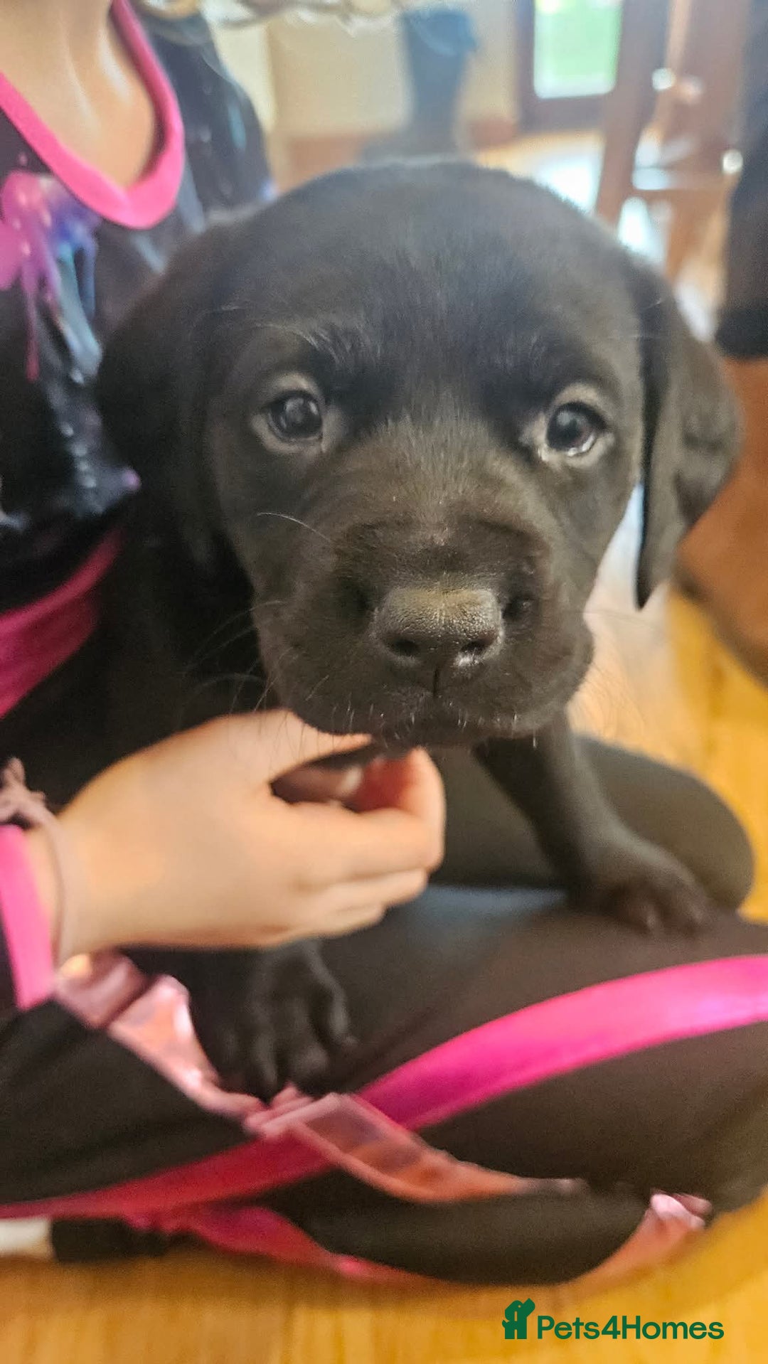 Labrador Retriever dogs for sale: 2 beautiful girls - Advert 3