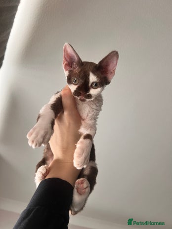 Devon Rex cats - Advert 1