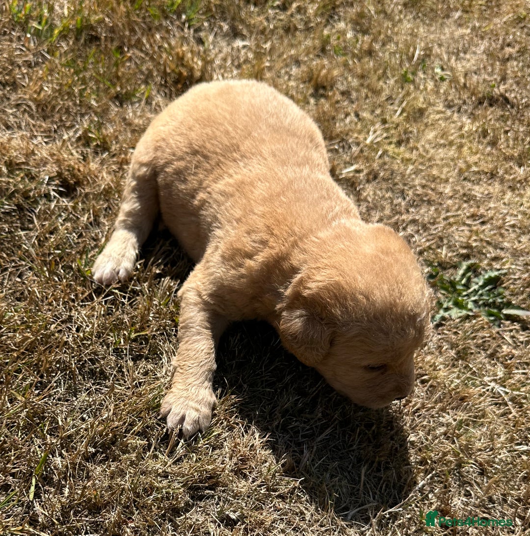 Labradoodle dogs for sale: Gorgeous F1b Labradoodle Puppies for loving homes. - Image 4