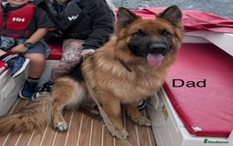 German Shepherd dogs for sale: Beautiful purebred German shepherd puppies - Image 33