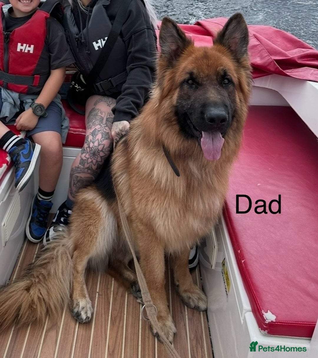 German Shepherd dogs for sale: Beautiful purebred German shepherd puppies - Image 33