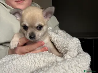 Chihuahua dogs Chihuahua puppies - Advert 14