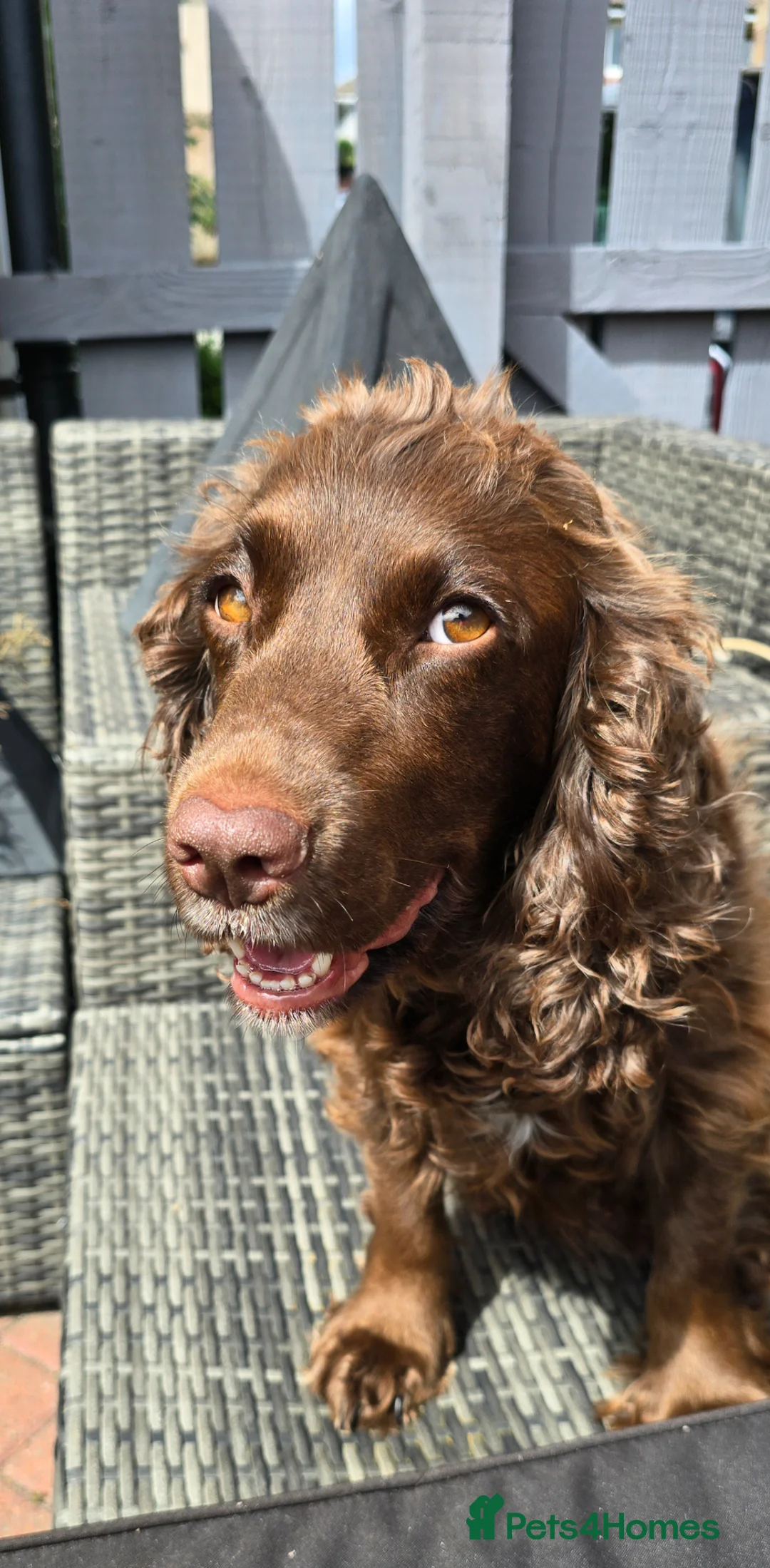 Sprocker dogs for sale: Last 3 boy Sprocker left - Advert 1