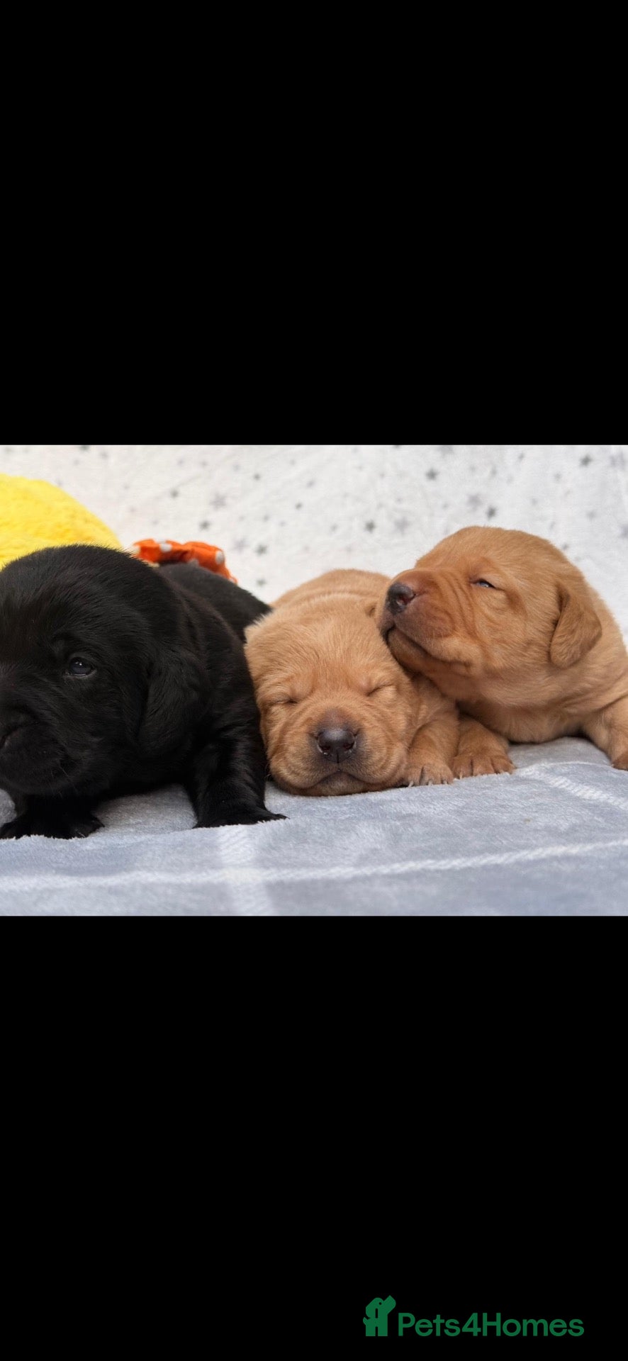 Labrador Retriever dogs Stunning Kc Registered pups.  - Advert 1