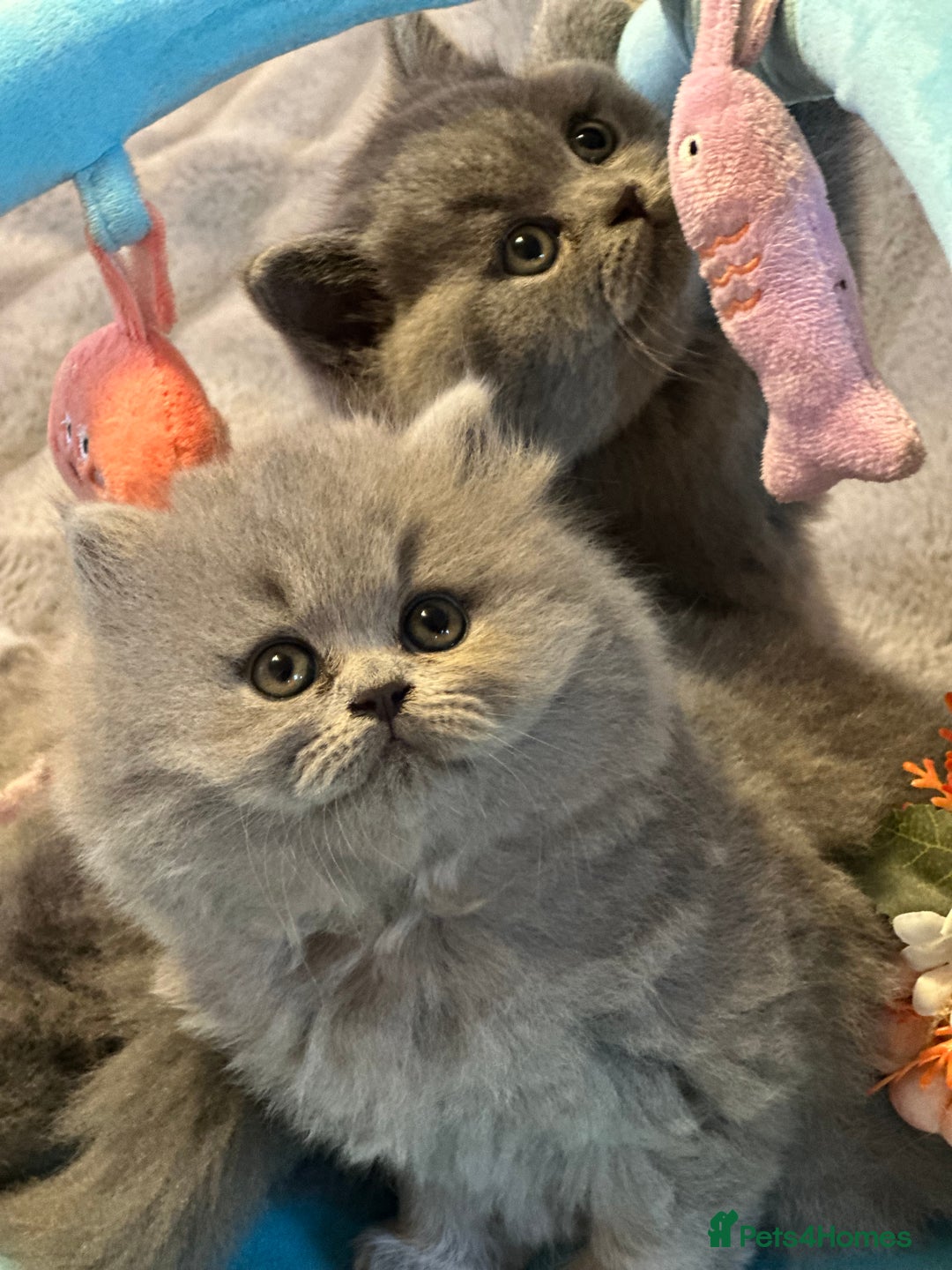 British Shorthair cats for sale: GCCF registered kitten  - Advert 8