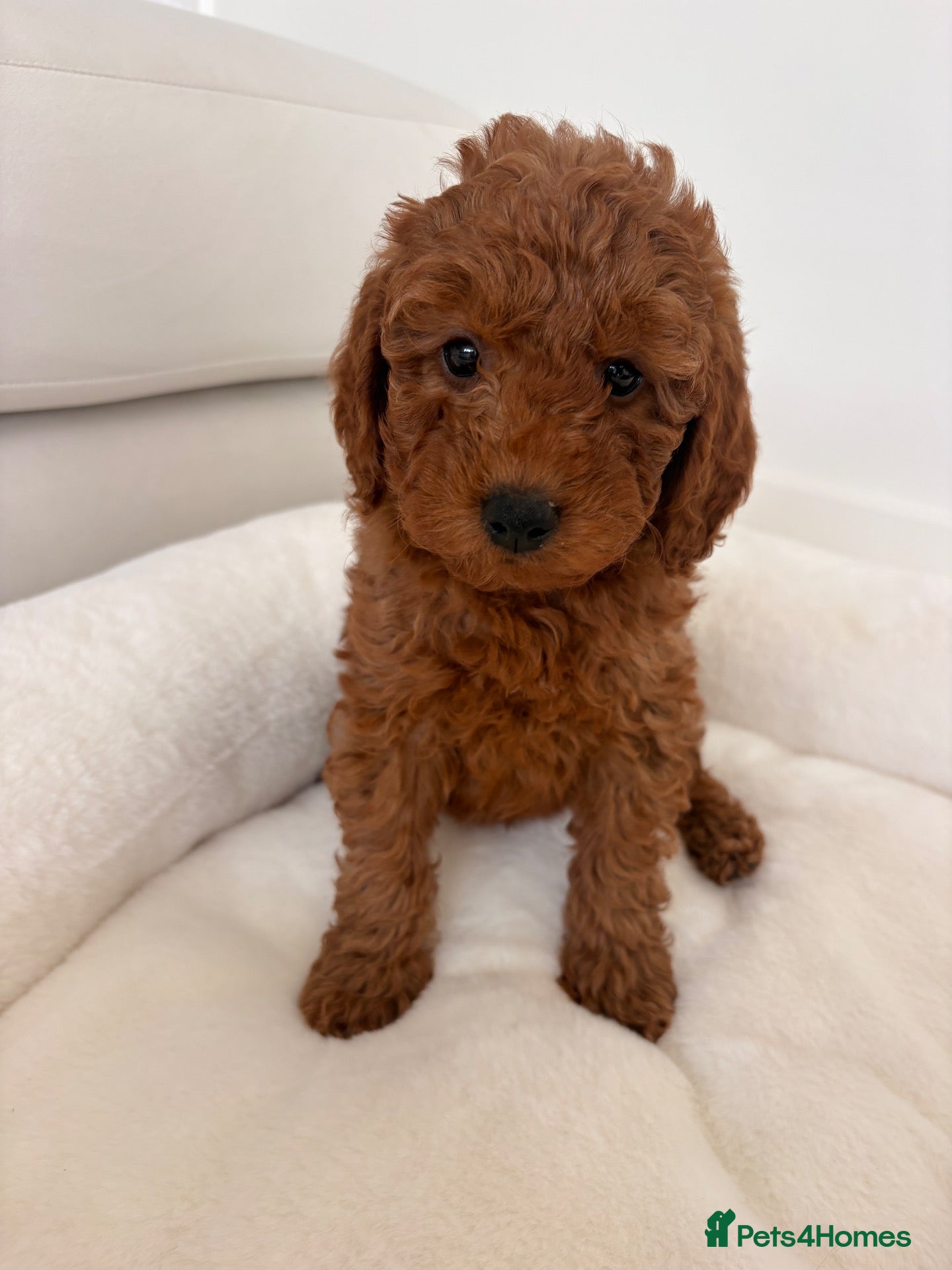 Labradoodle dogs LICENSED BREEDER F2b miniature labradoodles - Advert 2