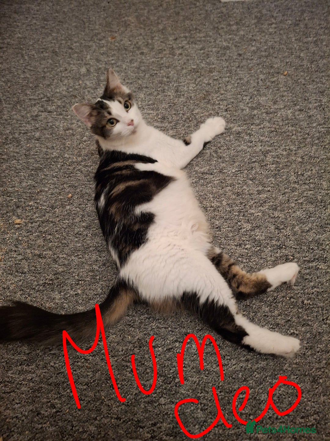 Norwegian Forest Cat cats for sale: Marshal - Image 8