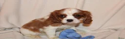 Cavalier King Charles Spaniel dogs for sale: Gorgeous Cavalier King Charles Spaniel - Advert 13